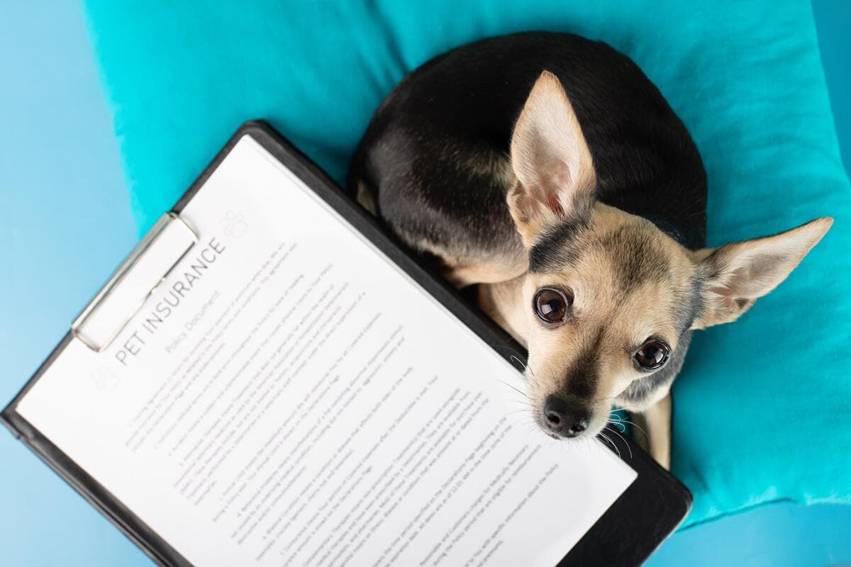 2026 Pet Insurance Guide: Compare Affordable Coverage for Dogs & Cats